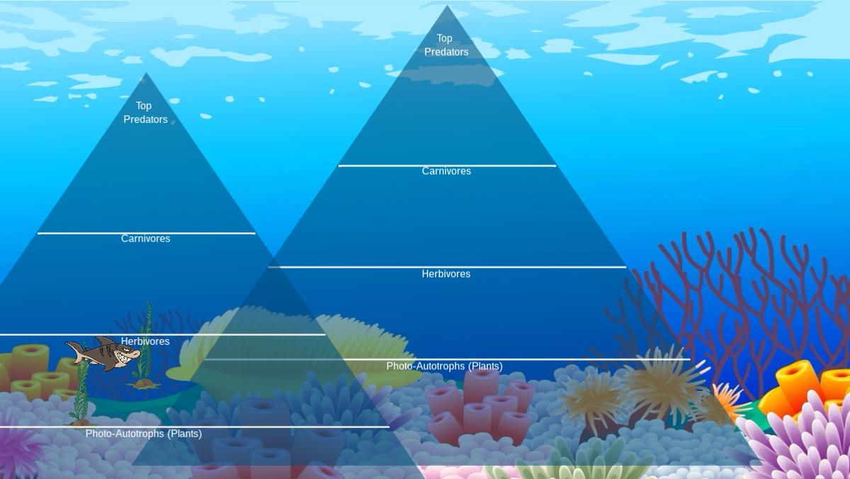 Ocean Ecological Pyramid