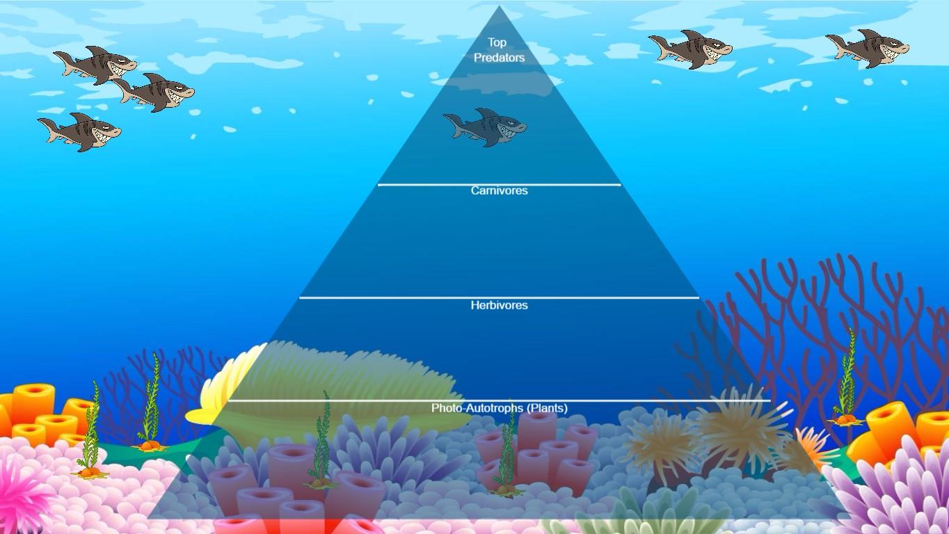 Ocean Ecological Pyramid