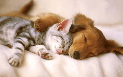 💜💙💚💛❤️💗💖💝💞💕💓💟 dog and cat love!