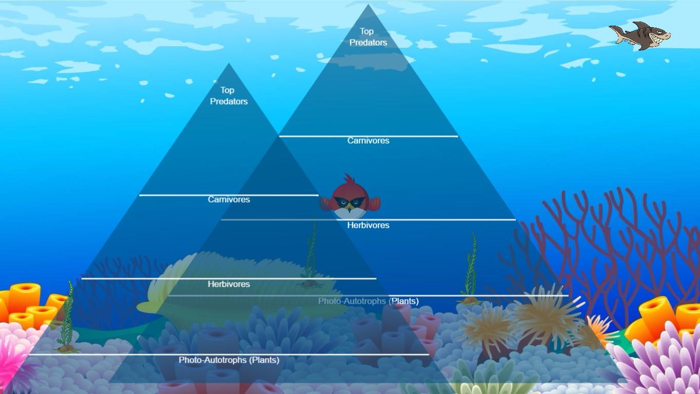 Ocean Ecological Pyramid