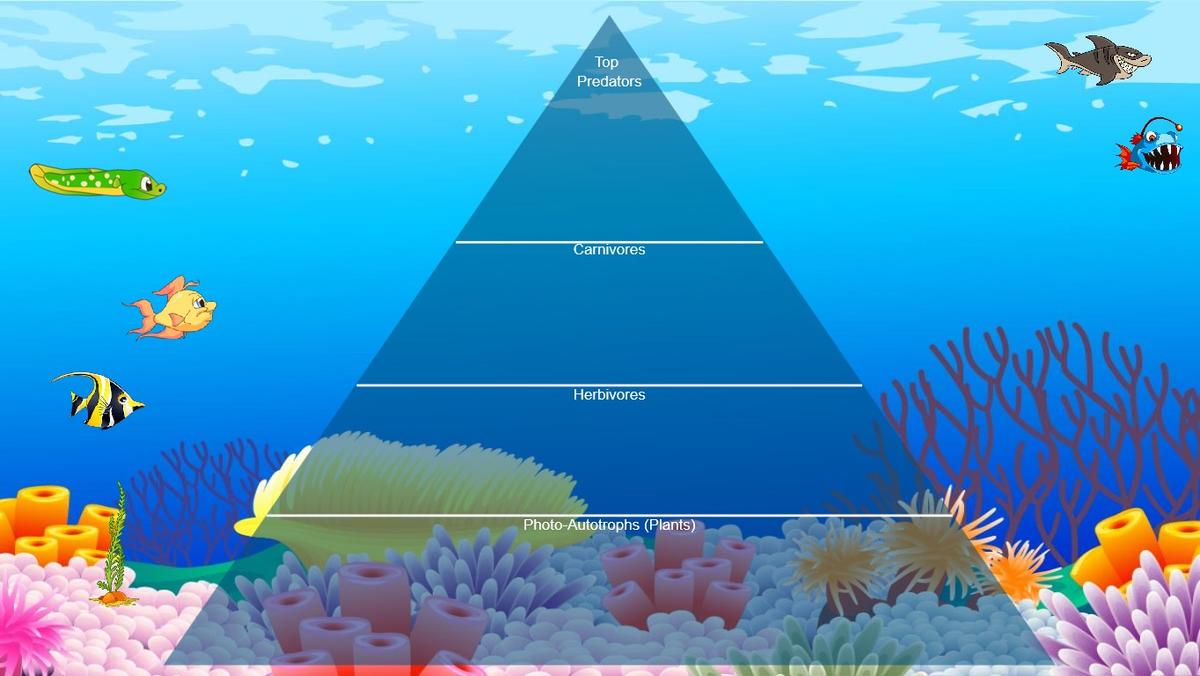 Ocean Ecological Pyramid