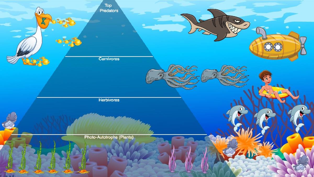 Ocean Ecological Pyramid