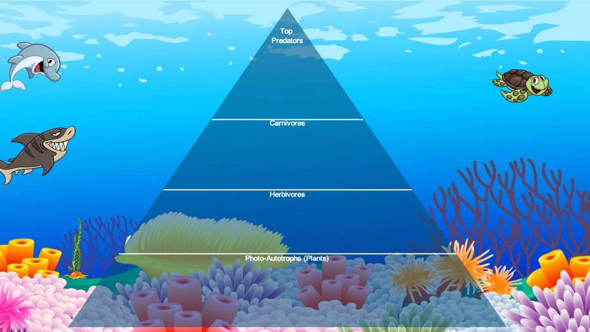 Ocean Ecological Pyramid