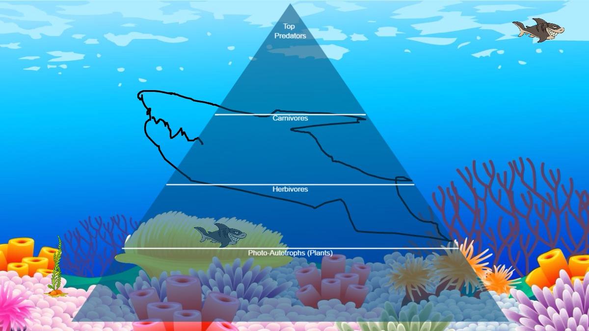 Ocean Ecological Pyramid