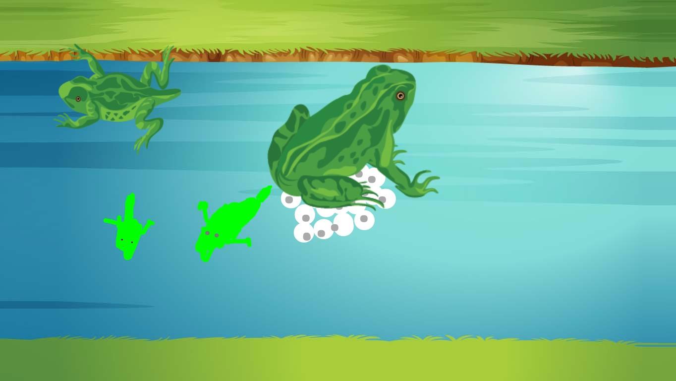 Life Cycle of a Frog-2nd