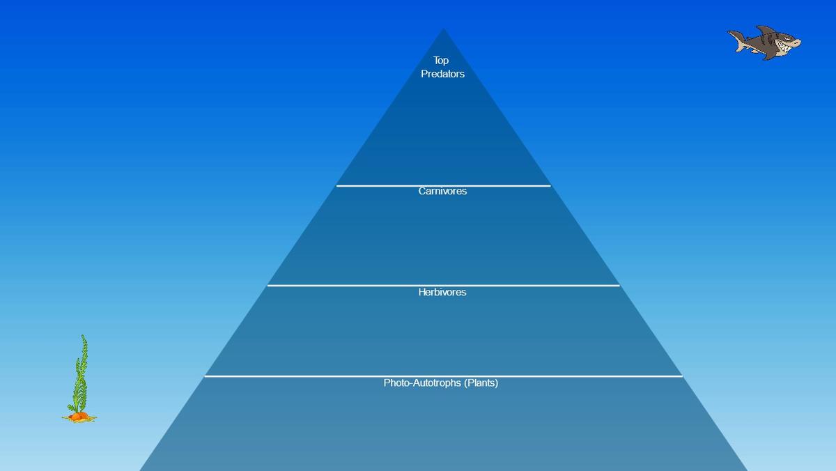 Ocean Ecological Pyramid