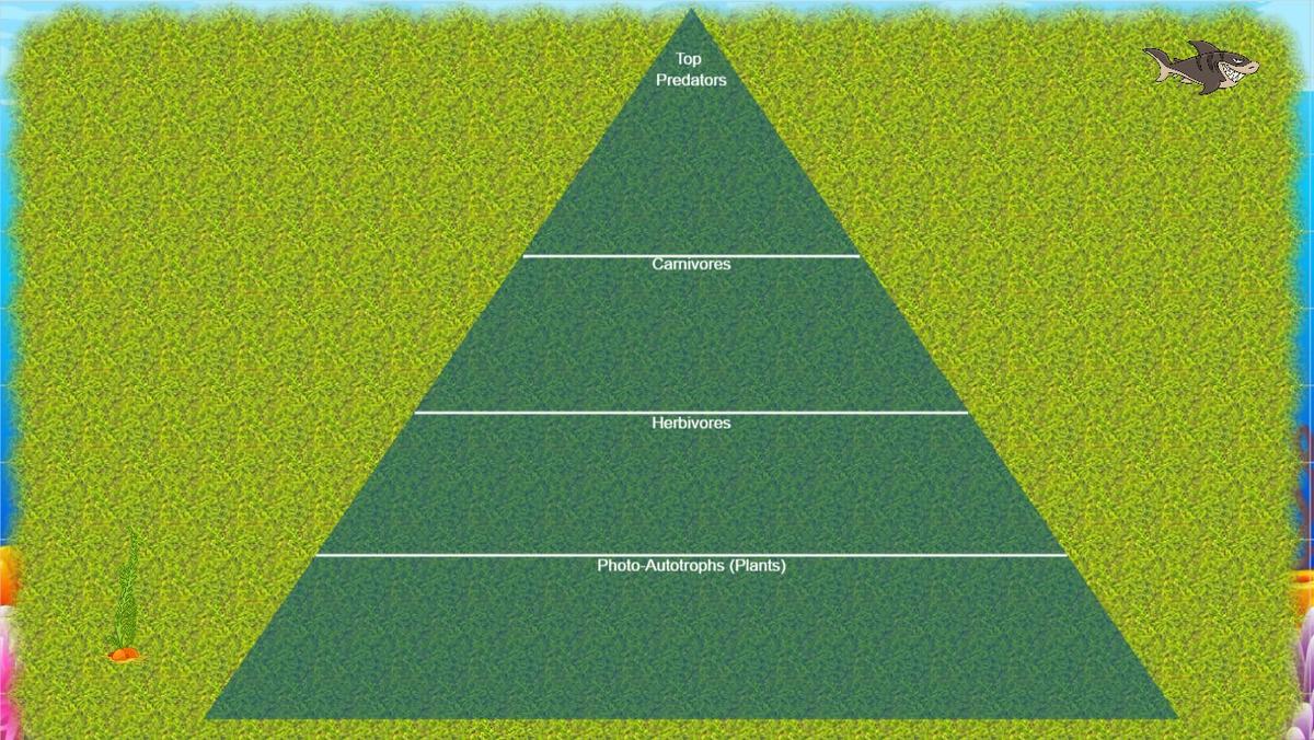 Ocean Ecological Pyramid