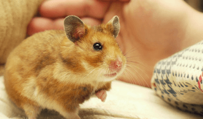 hamster facts - copy