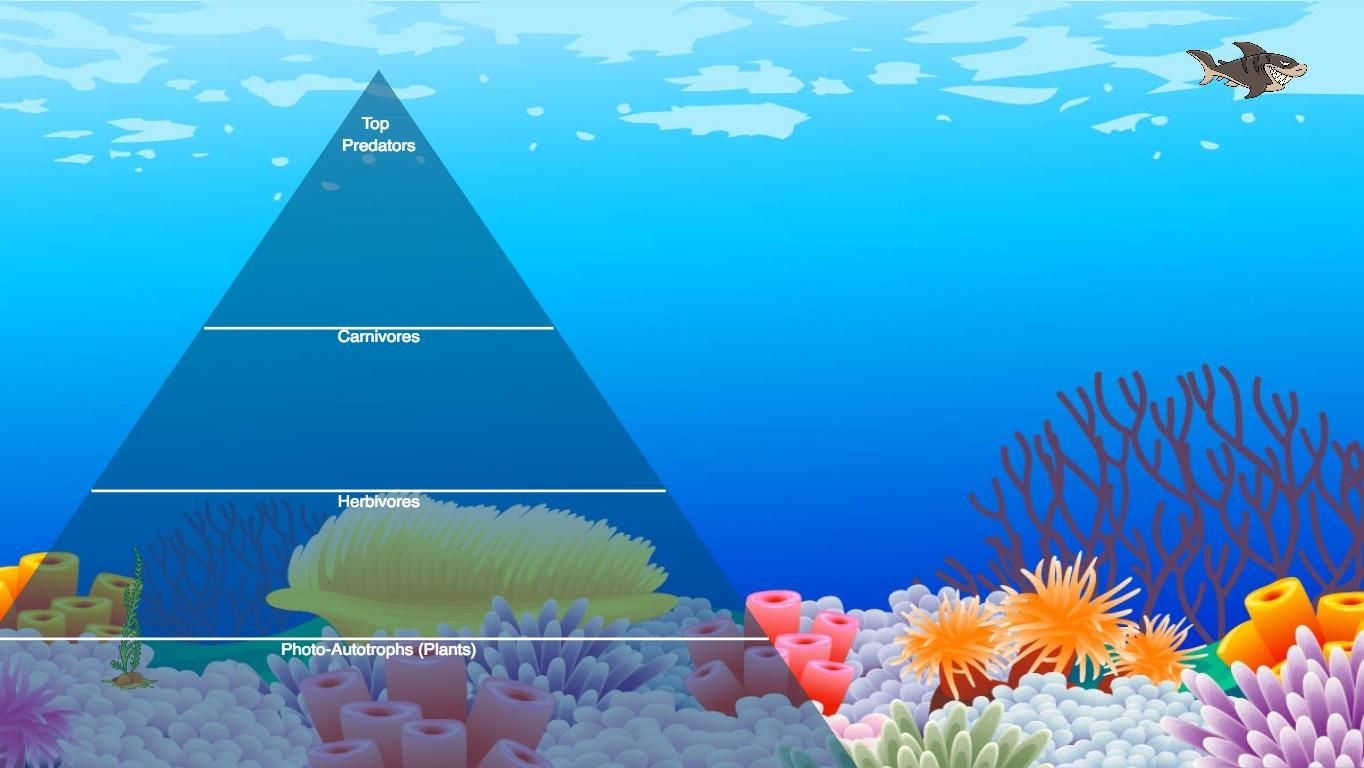 Ocean Ecological Pyramid