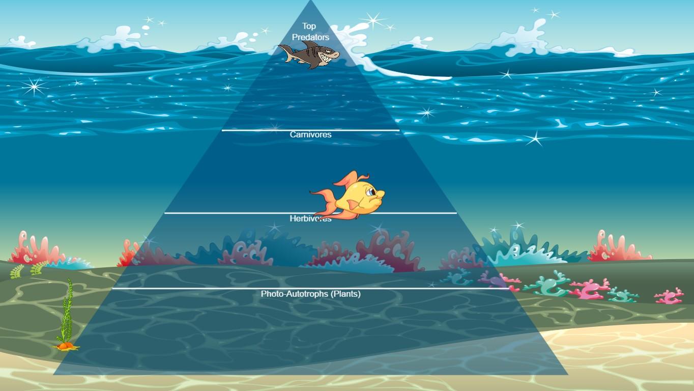 Ocean Ecological Pyramid