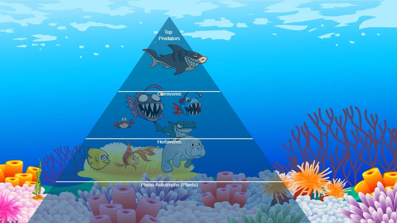 Ocean Ecological Pyramid