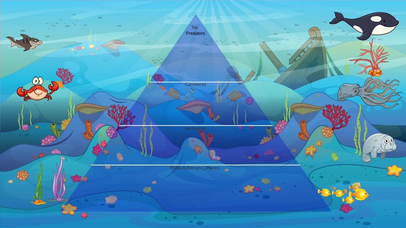 Ocean Ecological Pyramid