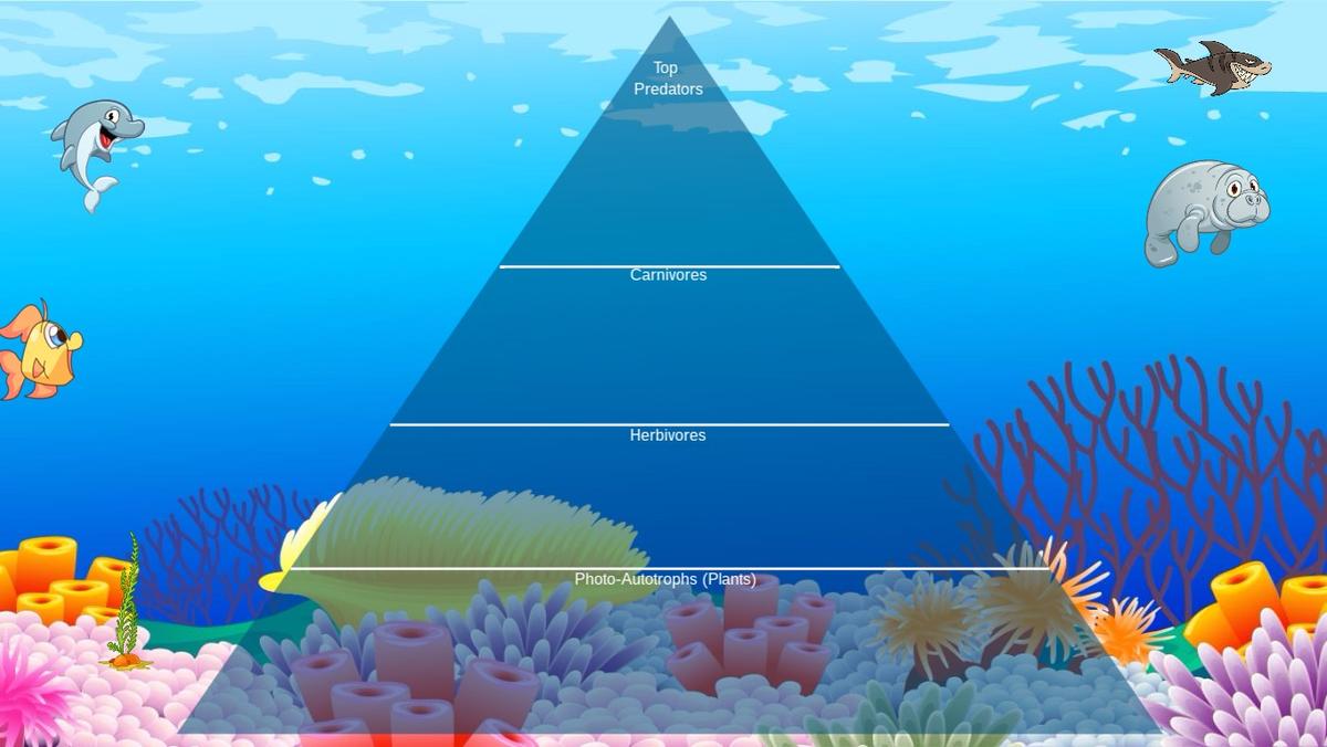 Ocean Ecological Pyramid