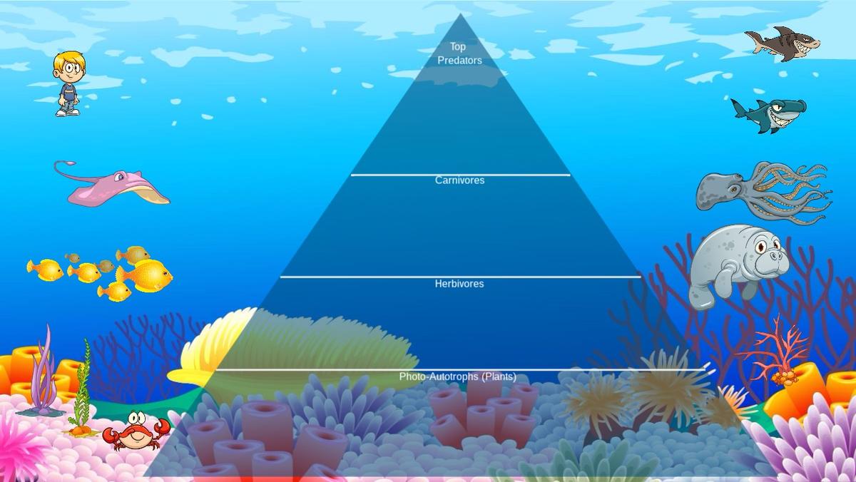 Ocean Ecological Pyramid