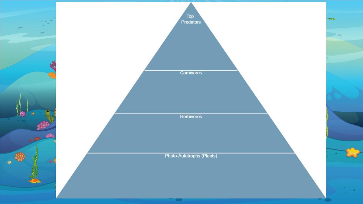 Ocean Ecological Pyramid