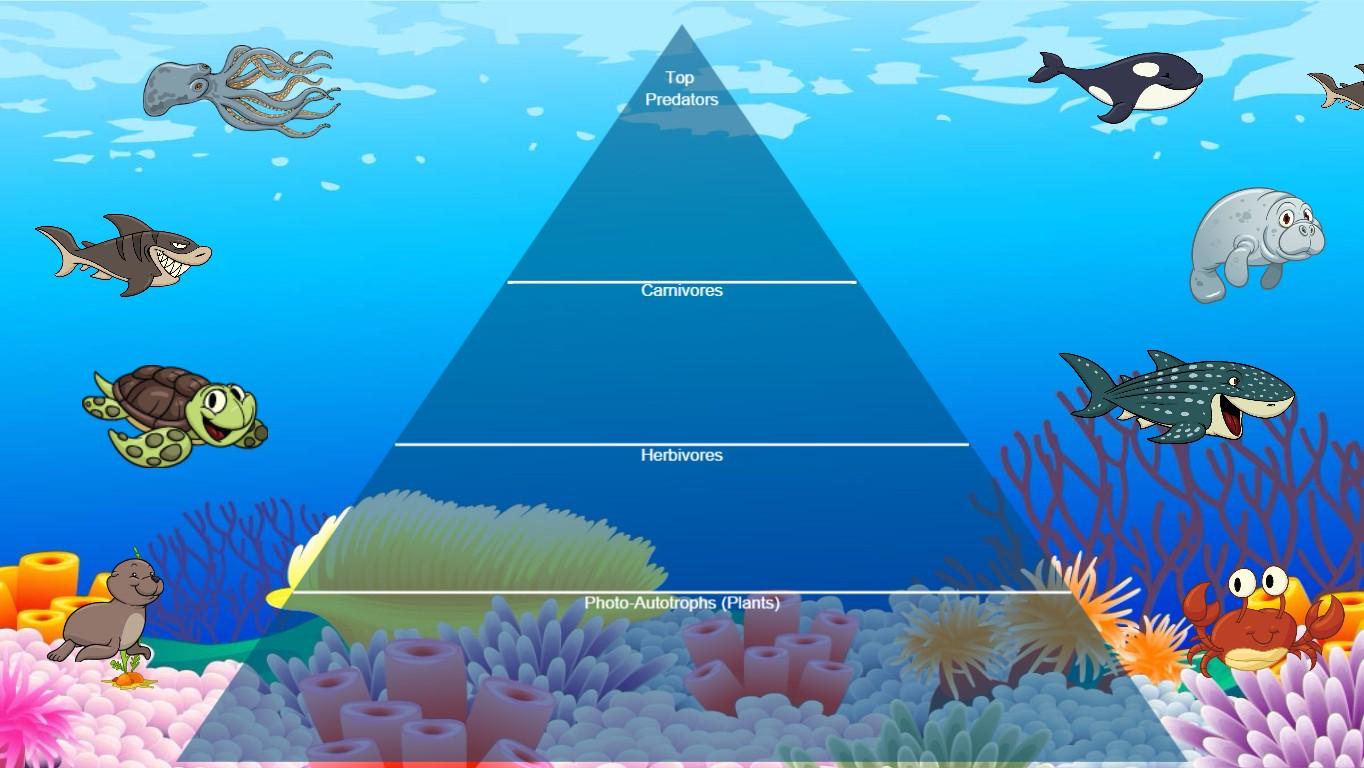 Ocean Ecological Pyramid