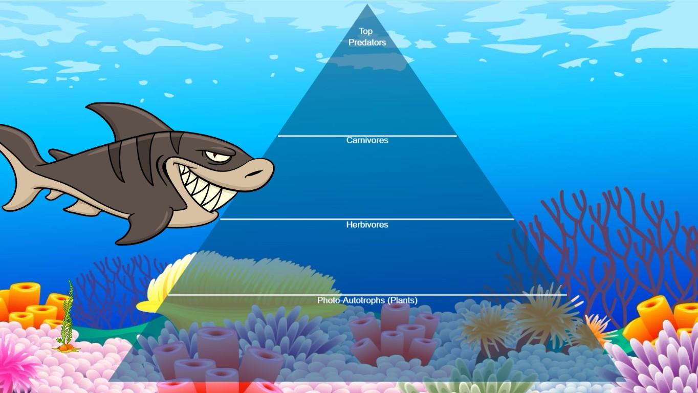 Ocean Ecological Pyramid