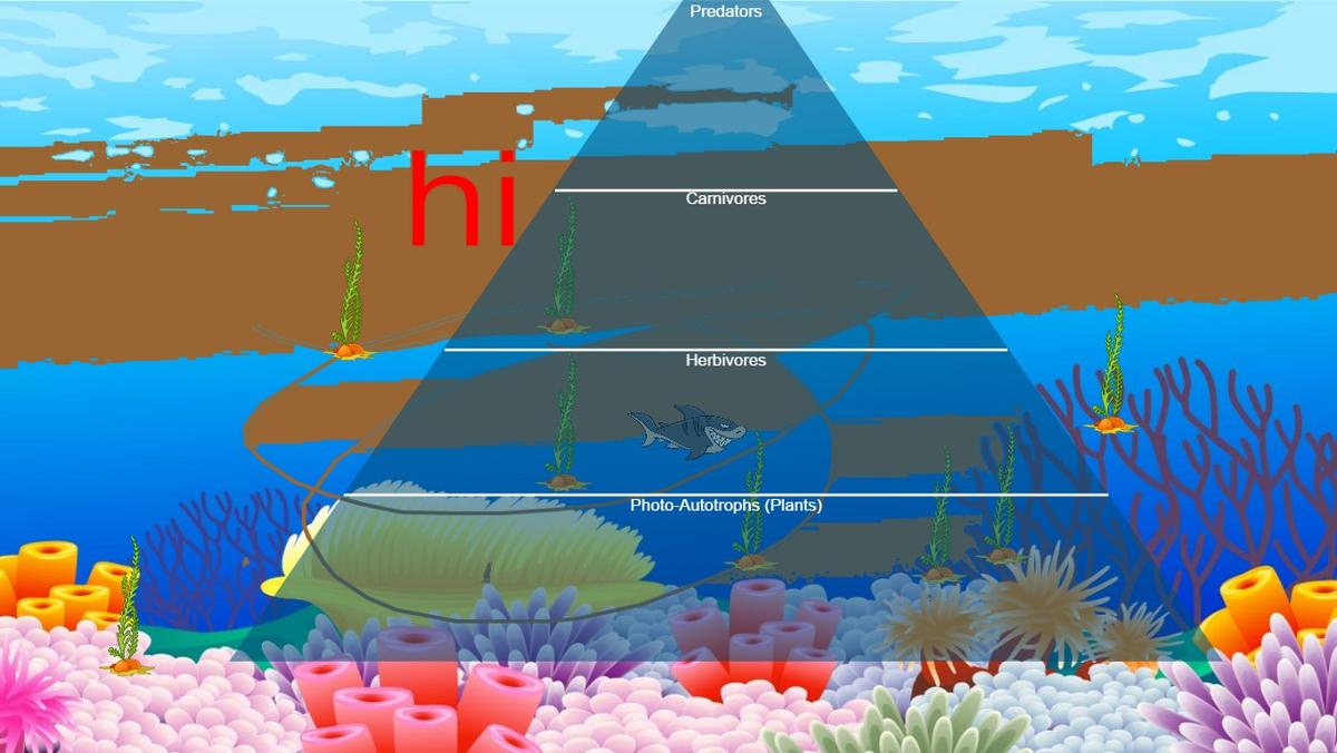 Ocean Ecological Pyramid