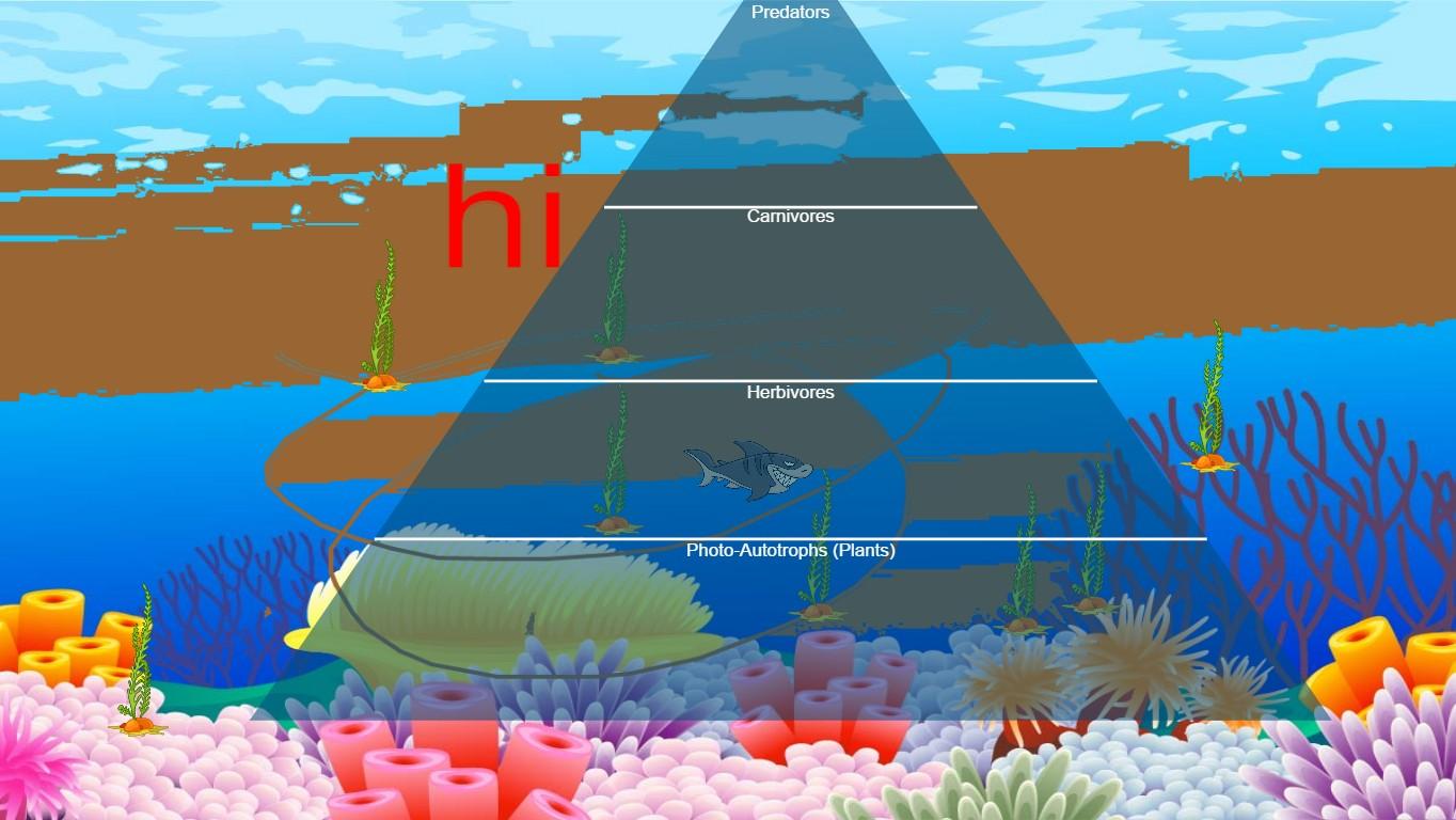 Ocean Ecological Pyramid