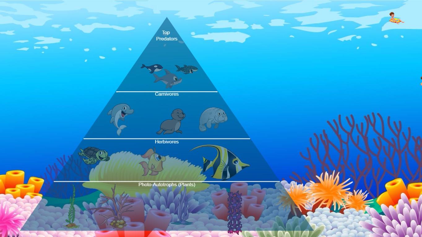 Ocean Ecological Pyramid