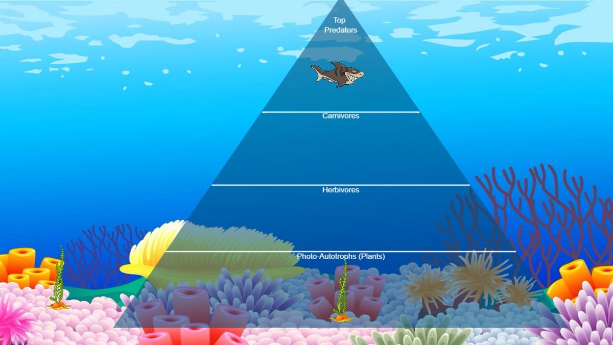 Ocean Ecological Pyramid