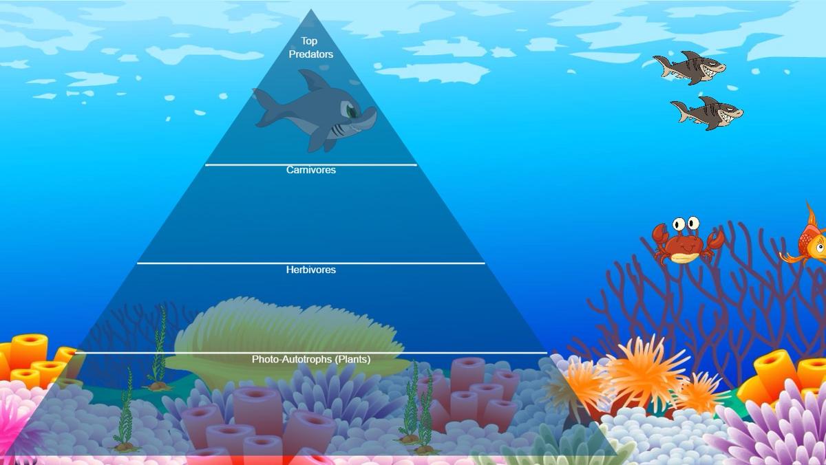 Ocean Ecological Pyramid