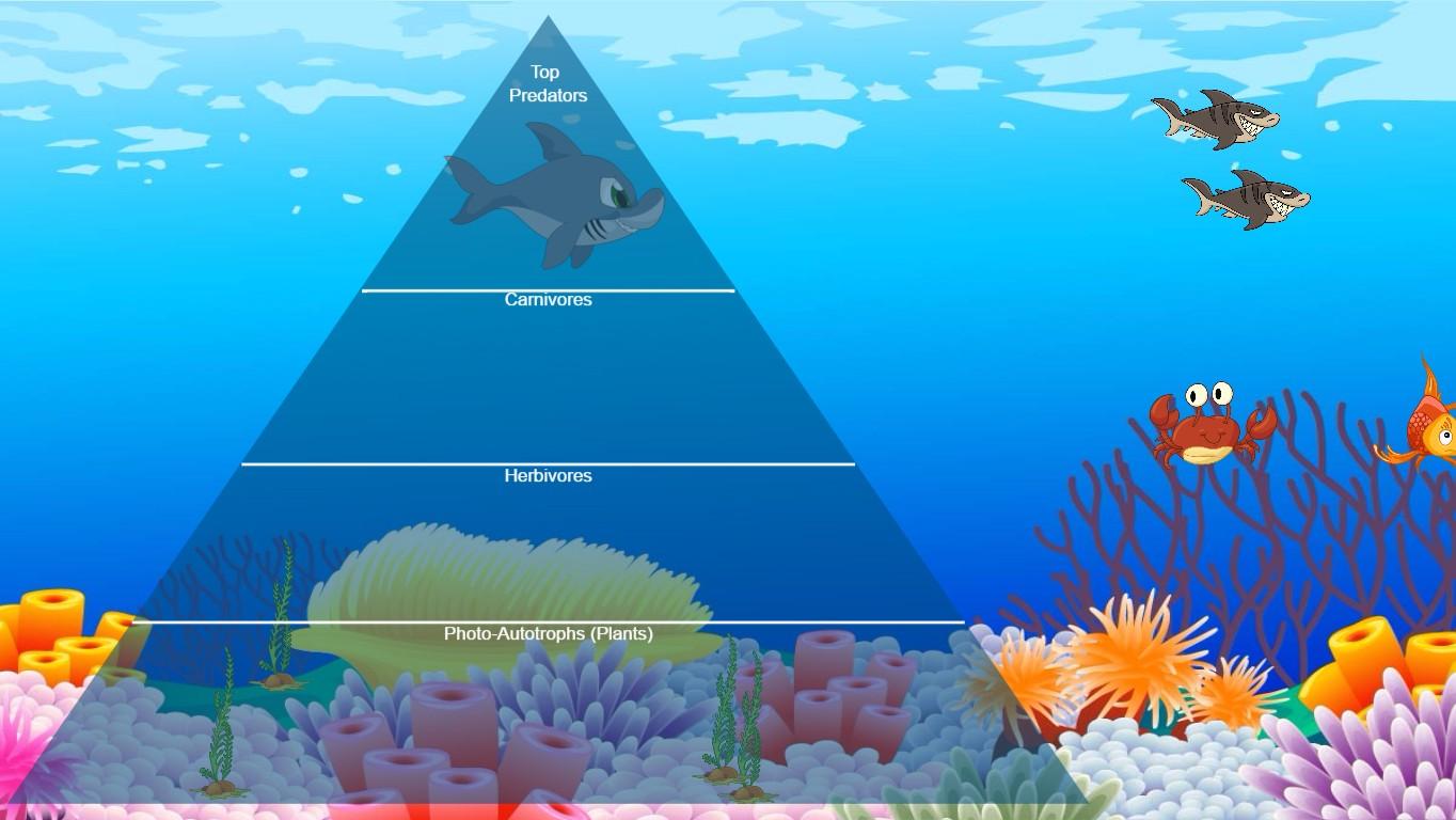 Ocean Ecological Pyramid