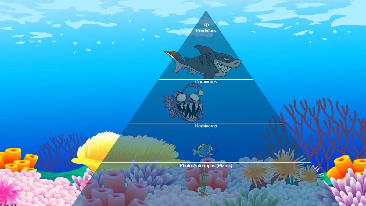 Ocean Ecological Pyramid