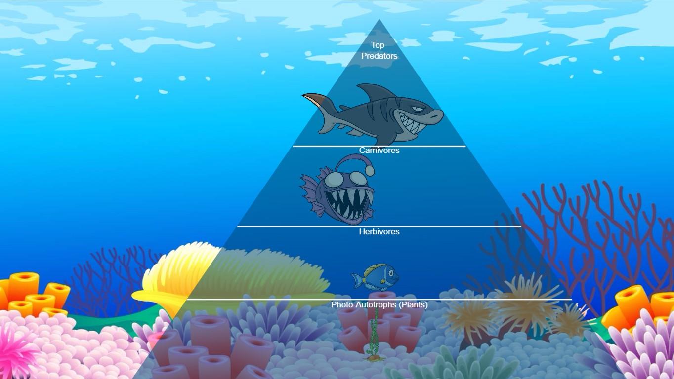 Ocean Ecological Pyramid