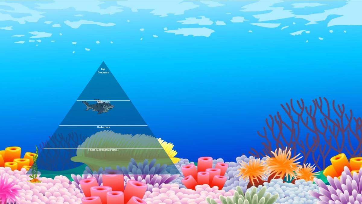 Ocean Ecological Pyramid