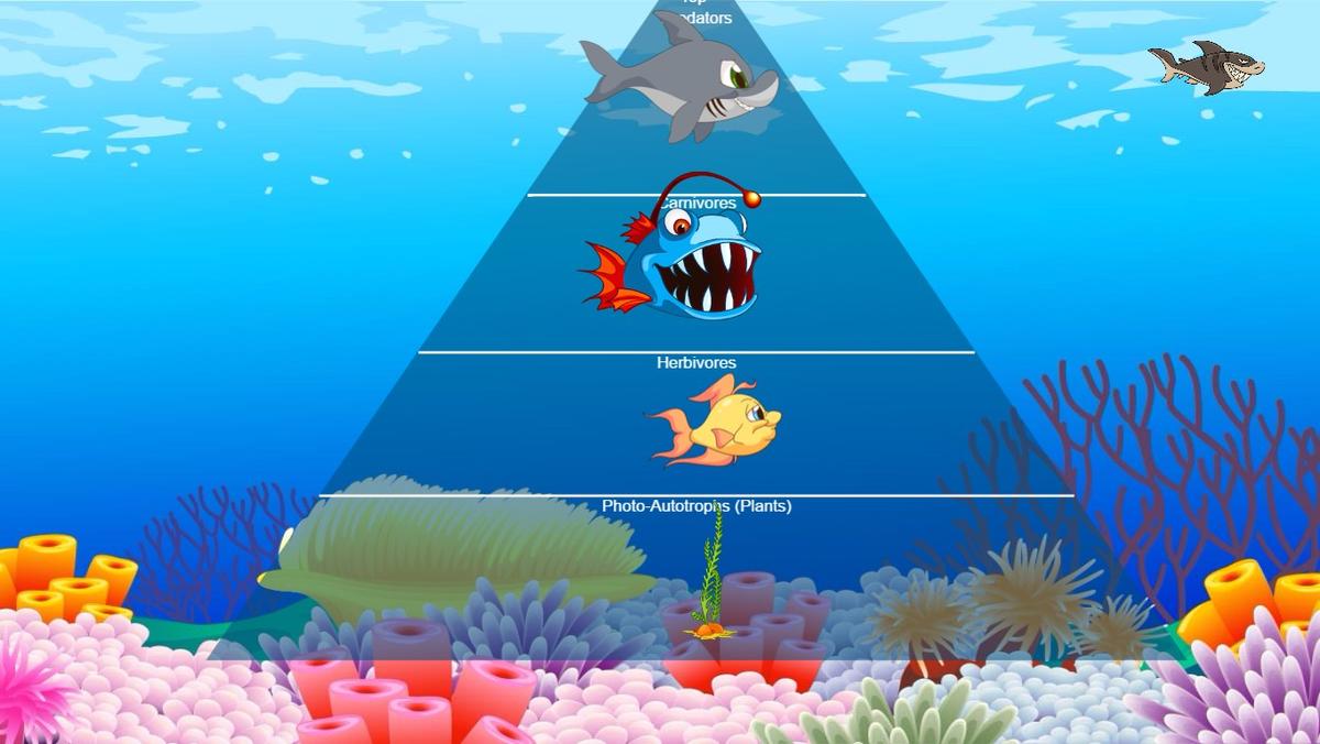 Ocean Ecological Pyramid