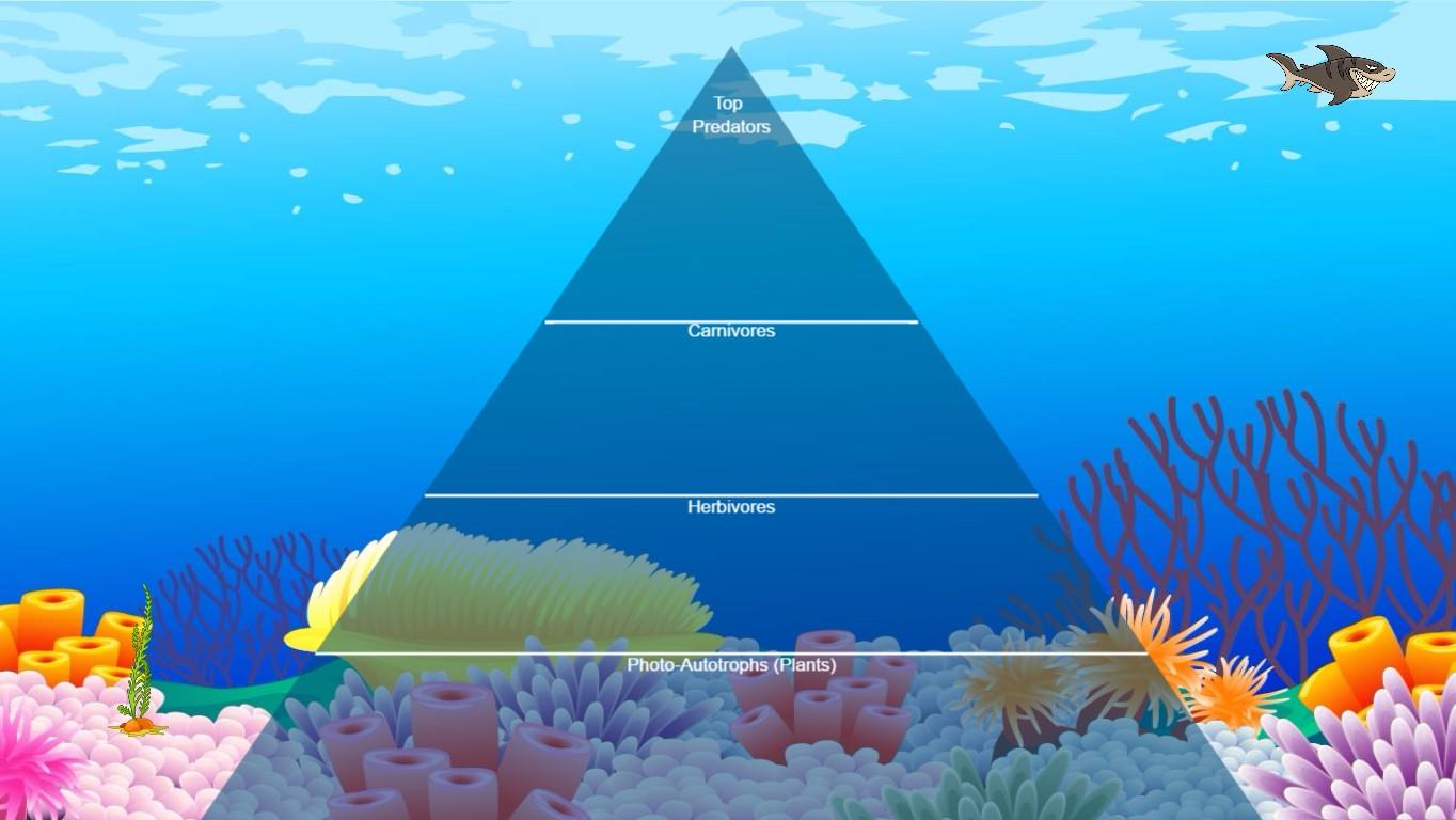 Ocean Ecological Pyramid