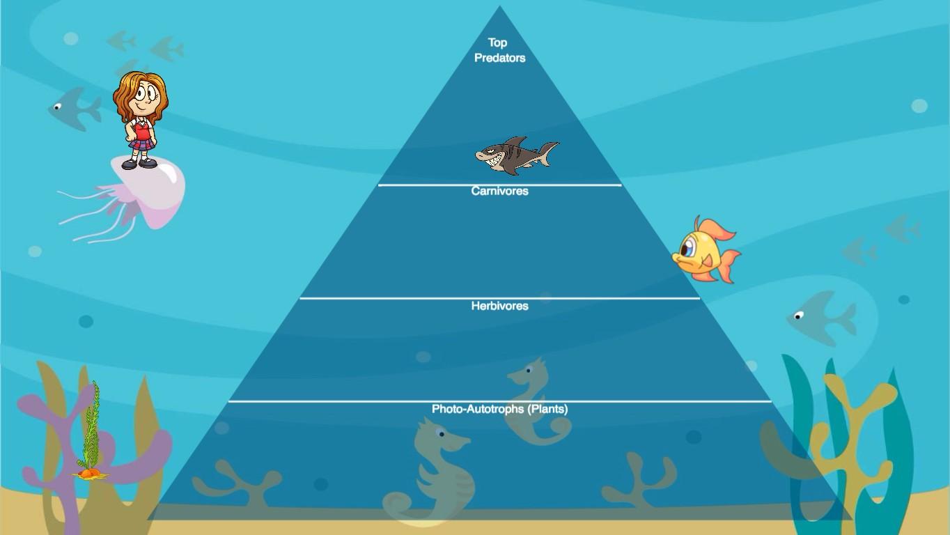 Ocean Ecological Pyramid