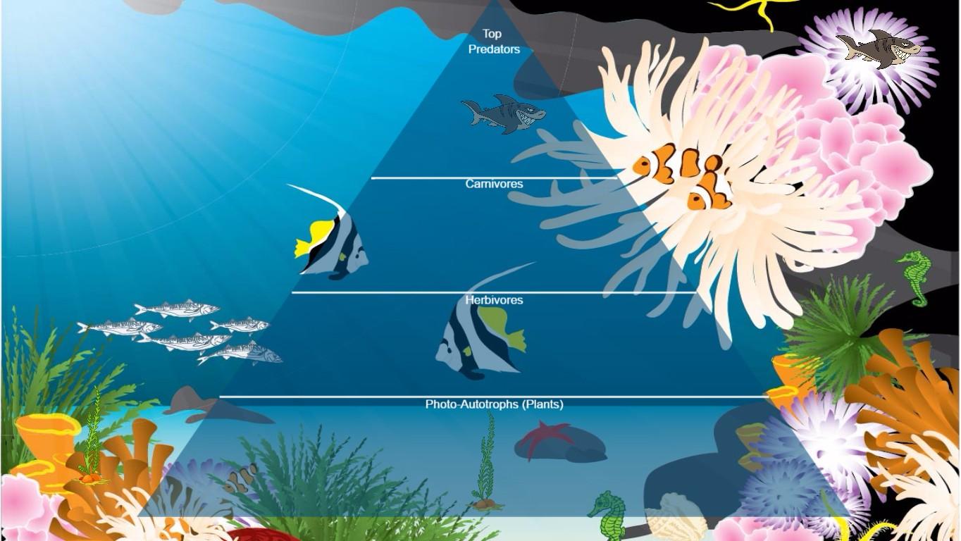 Ocean Ecological Pyramid