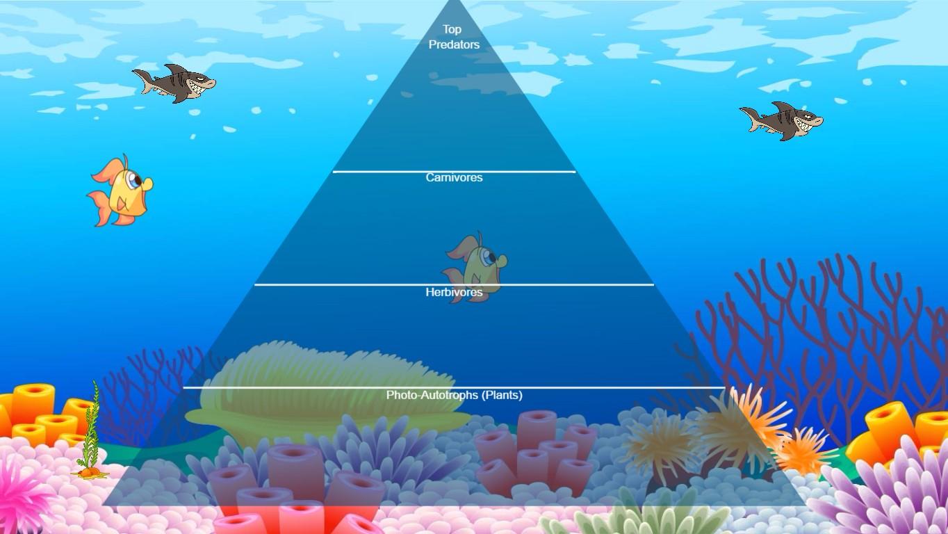 Ocean Ecological Pyramid