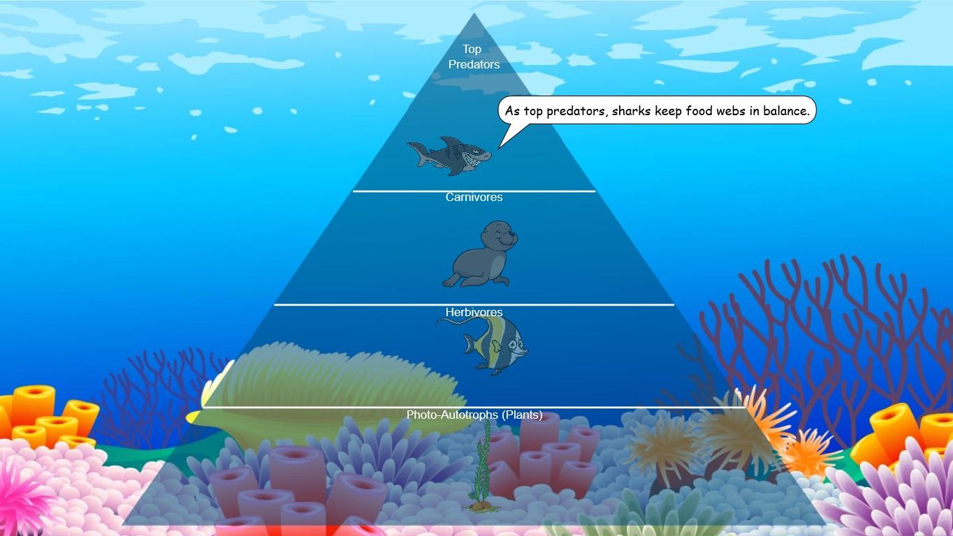 Ocean Ecological Pyramid