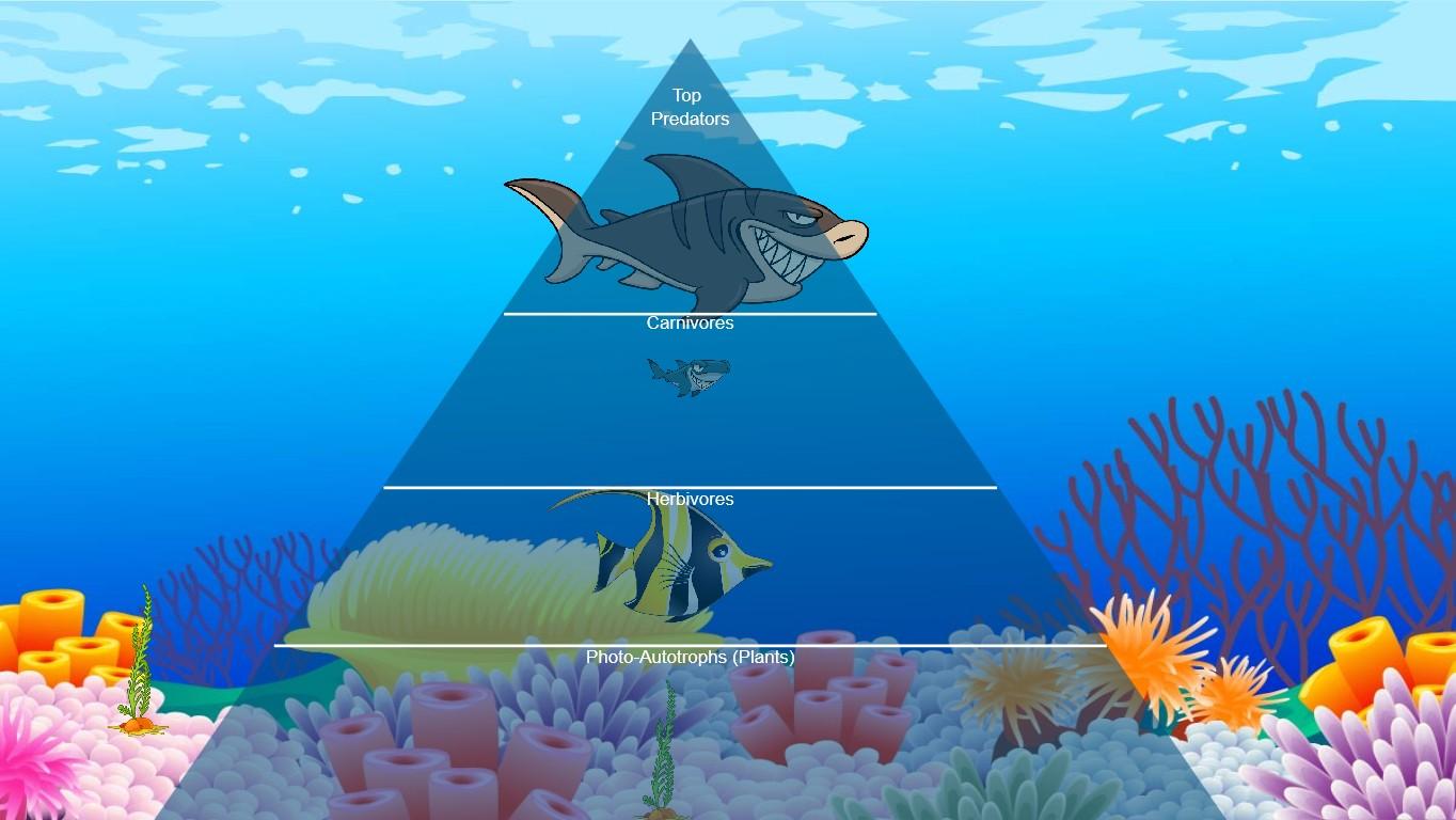 Ocean Ecological Pyramid