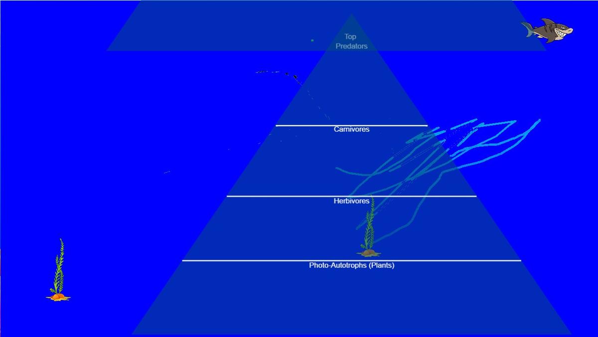 Ocean Ecological Pyramid