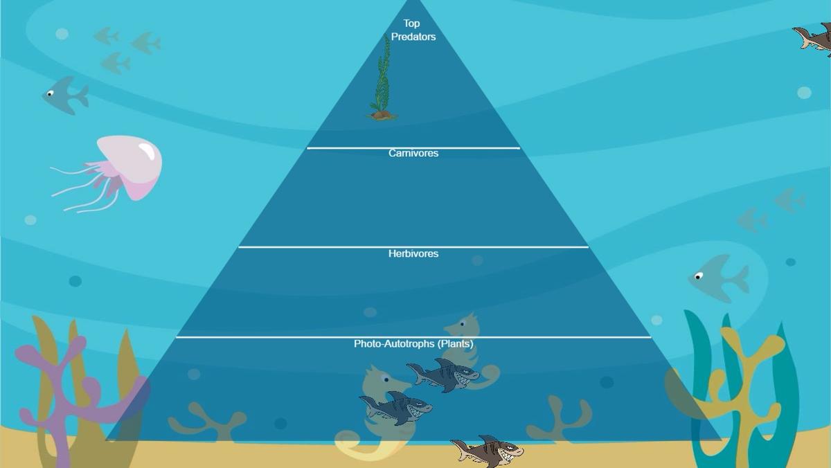 Ocean Ecological Pyramid