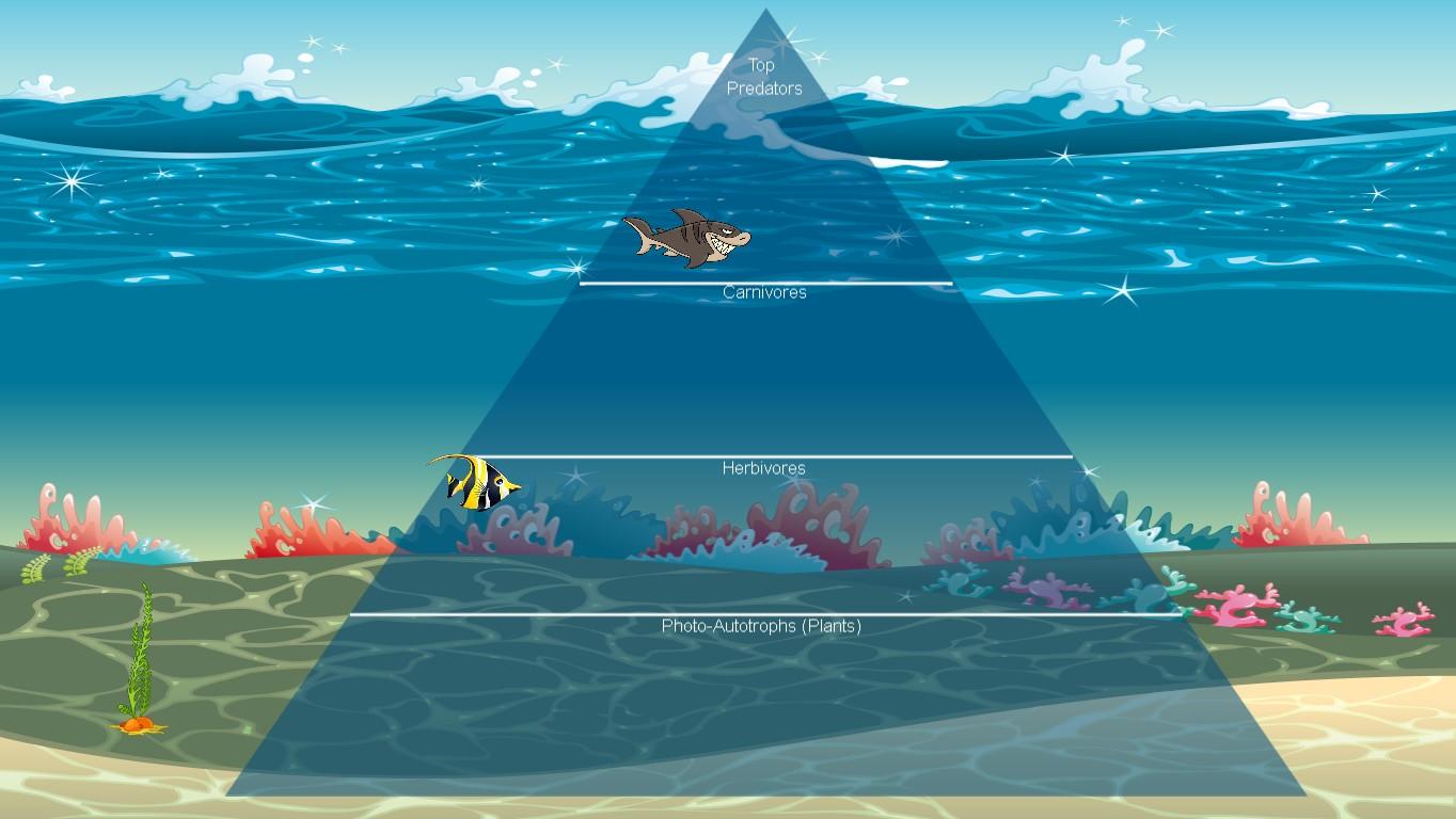 Ocean Ecological Pyramid