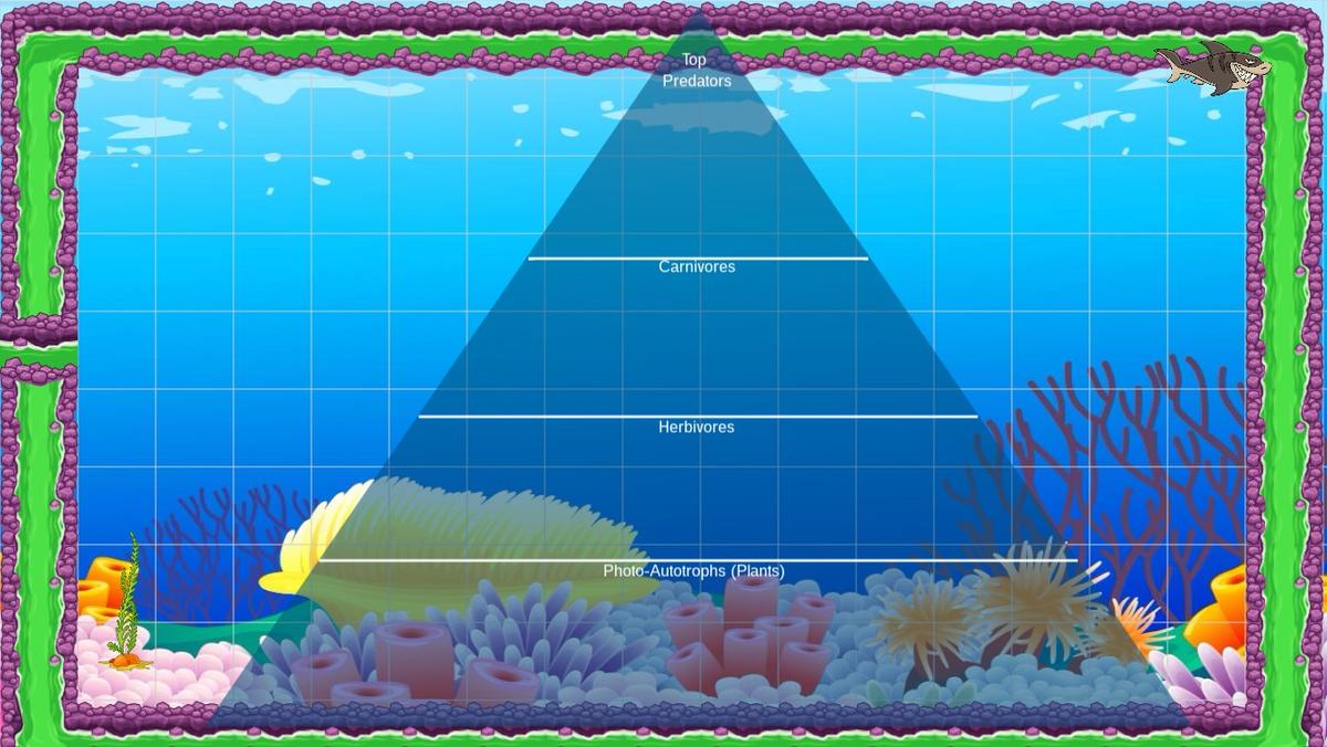 Ocean Ecological Pyramid