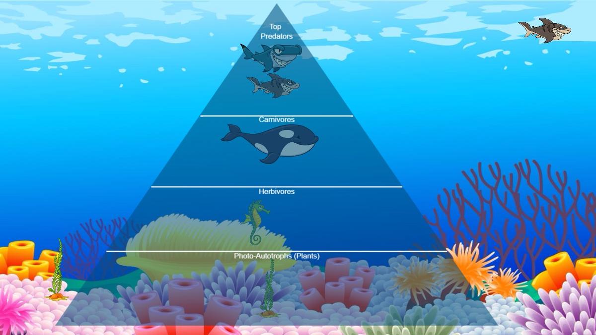 Ocean Ecological Pyramid