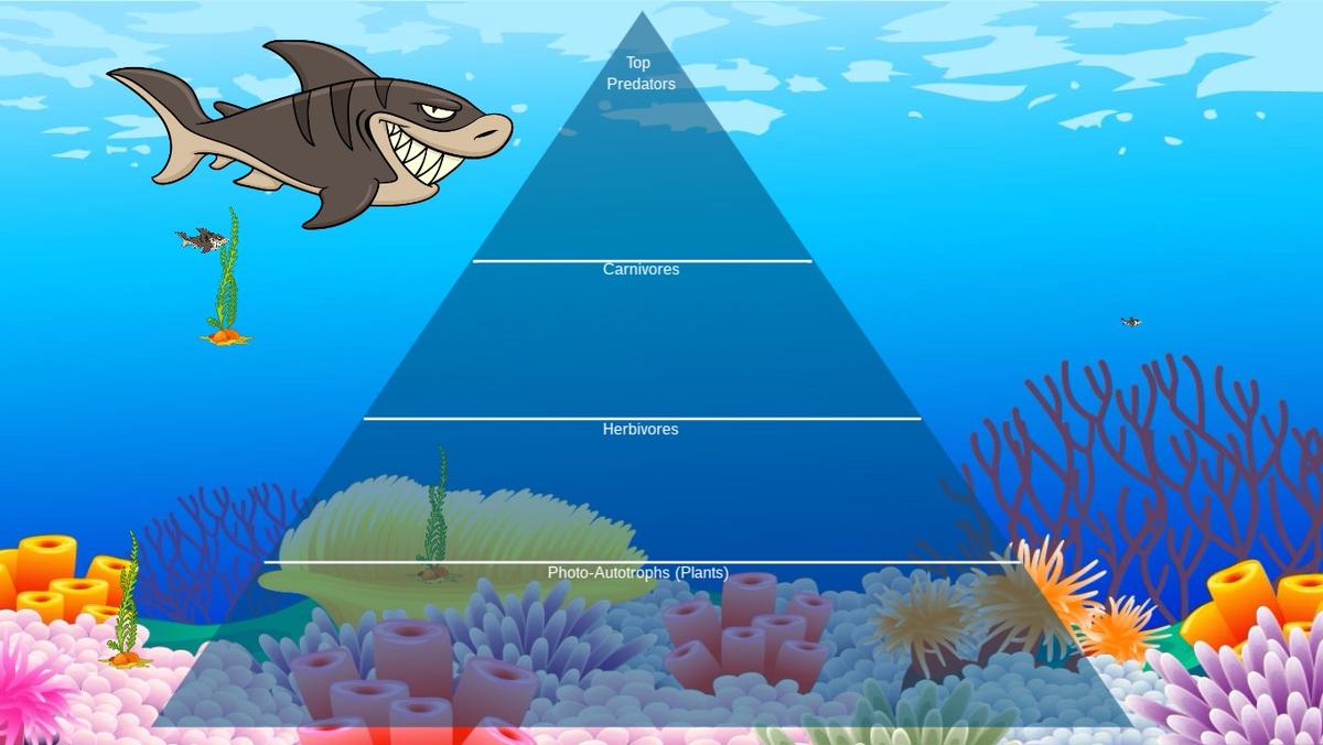 Ocean Ecological Pyramid