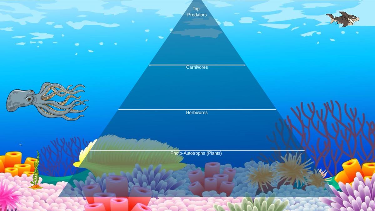 Ocean Ecological Pyramid