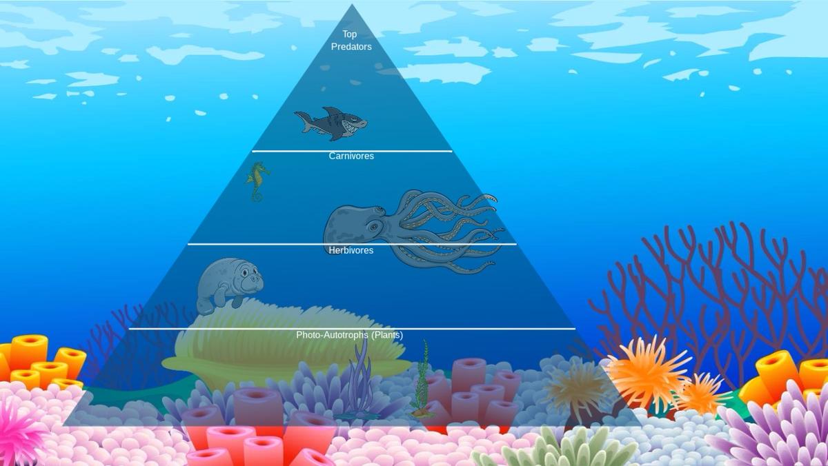 Ocean Ecological Pyramid