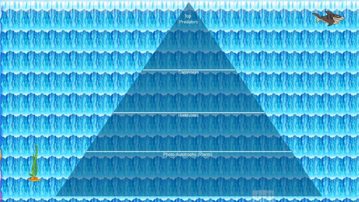 Ocean Ecological Pyramid