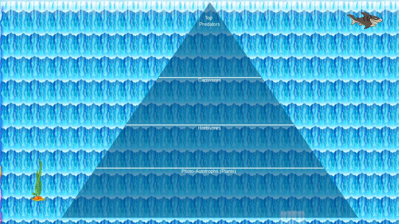 Ocean Ecological Pyramid