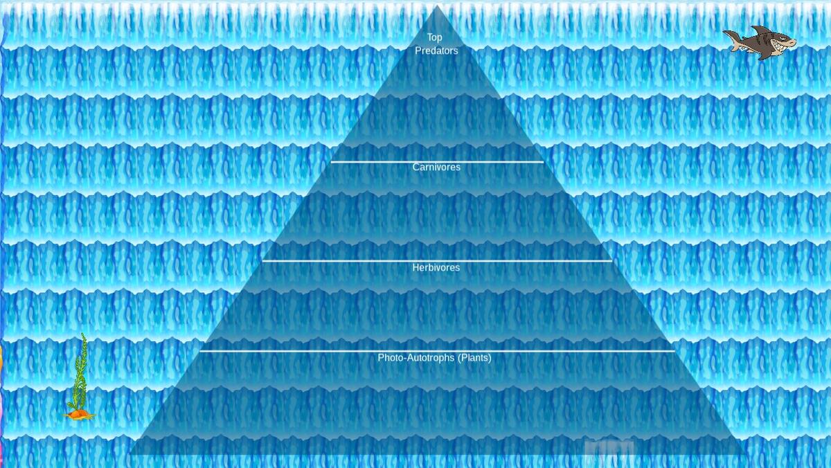 Ocean Ecological Pyramid