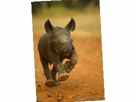 baby rhino jumpscare