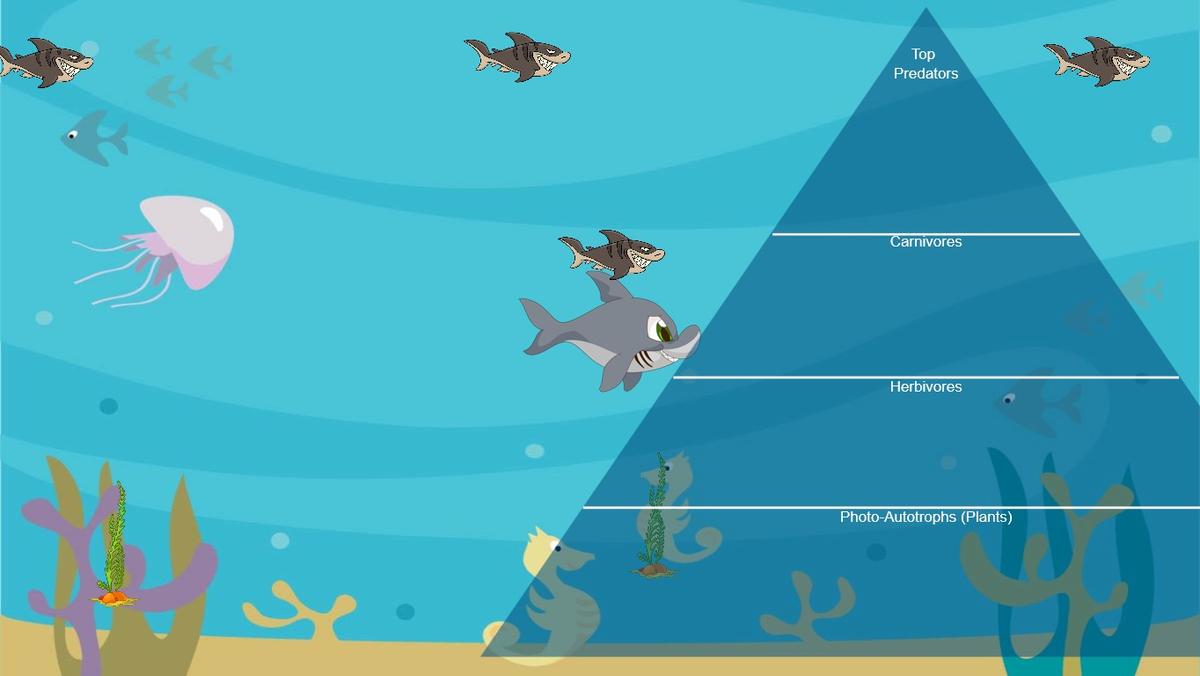 Ocean Ecological Pyramid